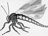 <strong>Insekt 1</strong><span style='color:#999999'>  (1980)</span><br>Bleistift  |  28 x 18 cm