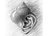 <strong>Schneckenforscherskizze</strong><span style='color:#999999'>  (1987)</span><br>Bleistift  |  8 x 8 cm
