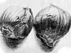 <strong>Zwei Zwiebeln</strong><span style='color:#999999'>  (1981)</span><br>Bleistift  |  22 x 15 cm